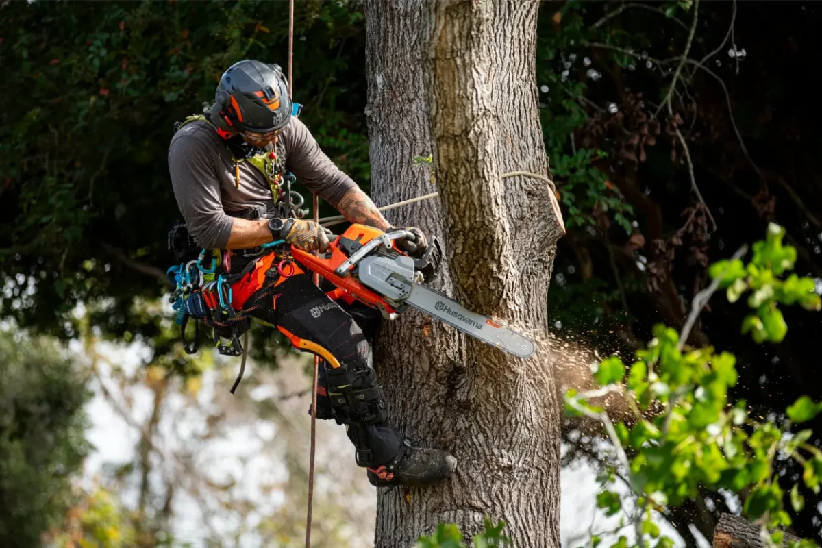 Motorna žaga 564 XP® Husqvarna sečnja